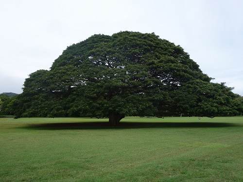 ハワイにある日立の「この木なんの木」にバスで行ってみました