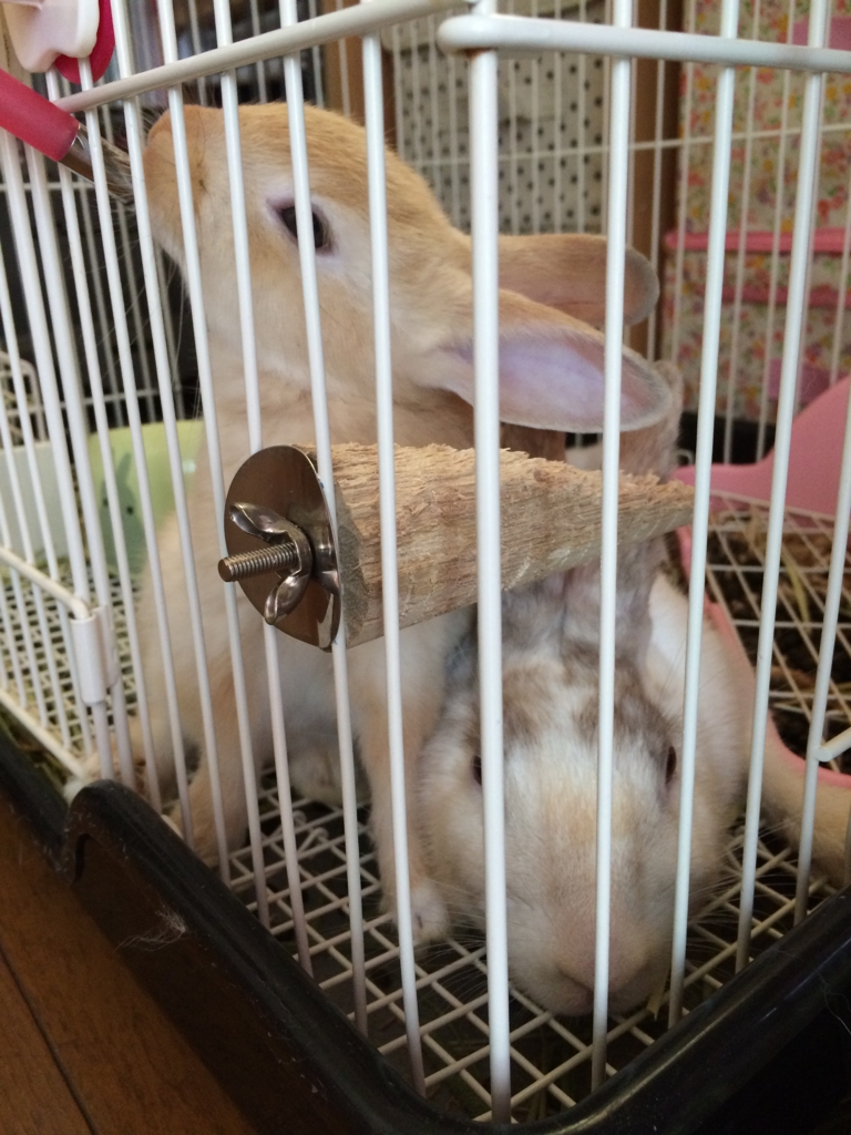 f:id:mizuwariwde:20160801070332j:plain