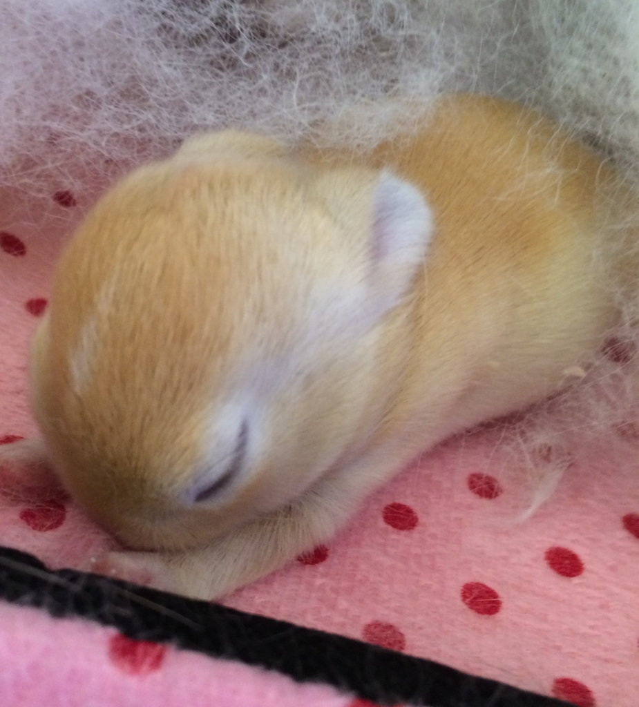 f:id:mizuwariwde:20161115202608j:plain