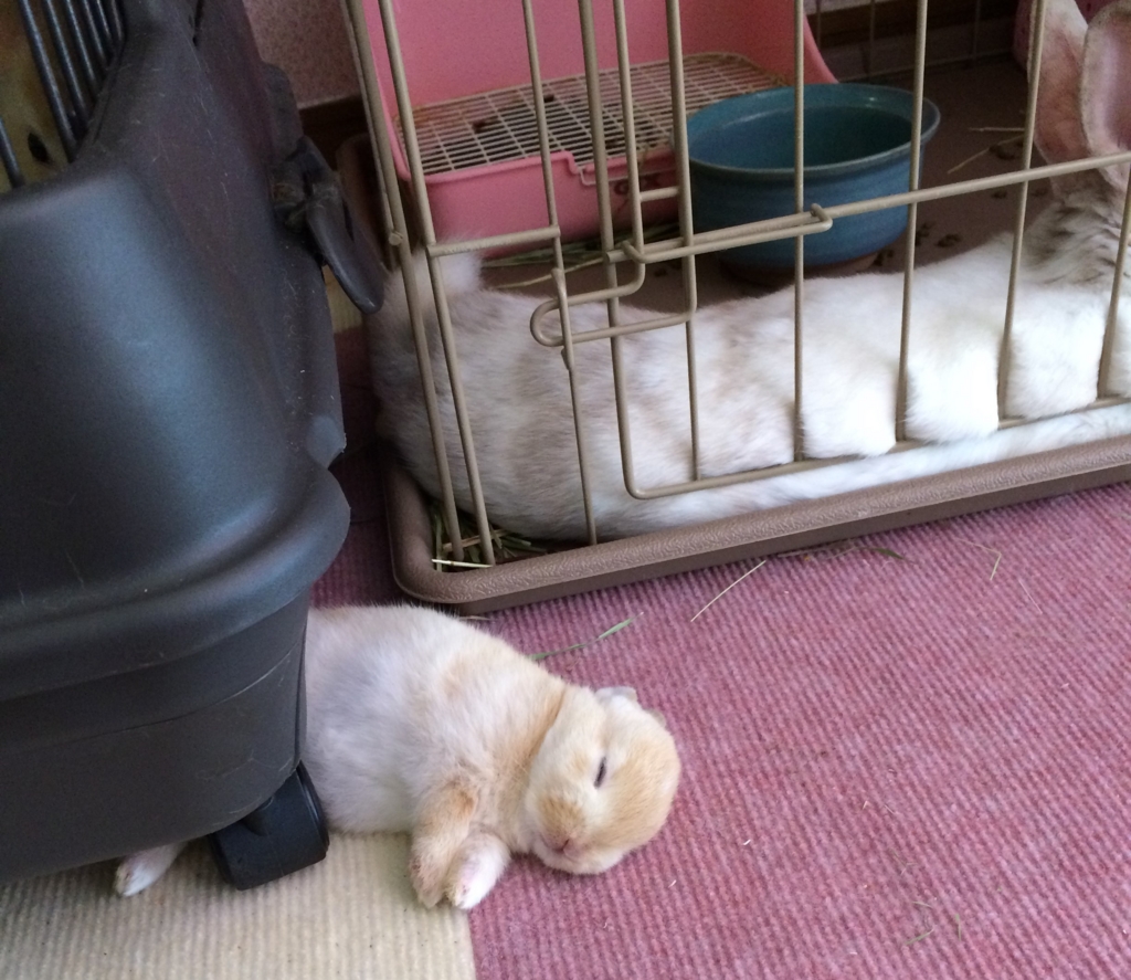 f:id:mizuwariwde:20161115203751j:plain