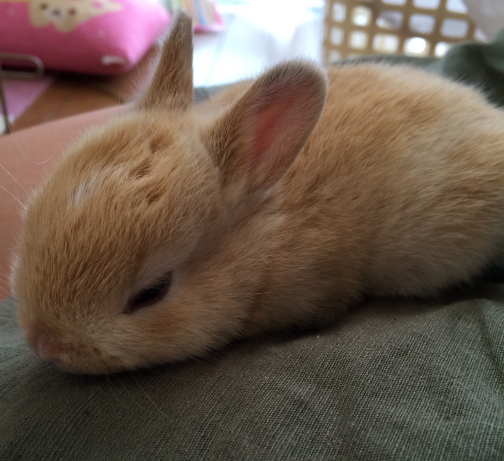 f:id:mizuwariwde:20161115204519j:plain