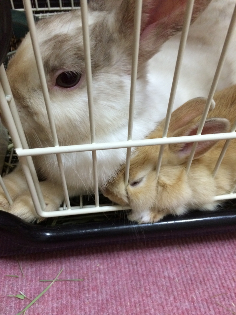 f:id:mizuwariwde:20161115204714j:plain