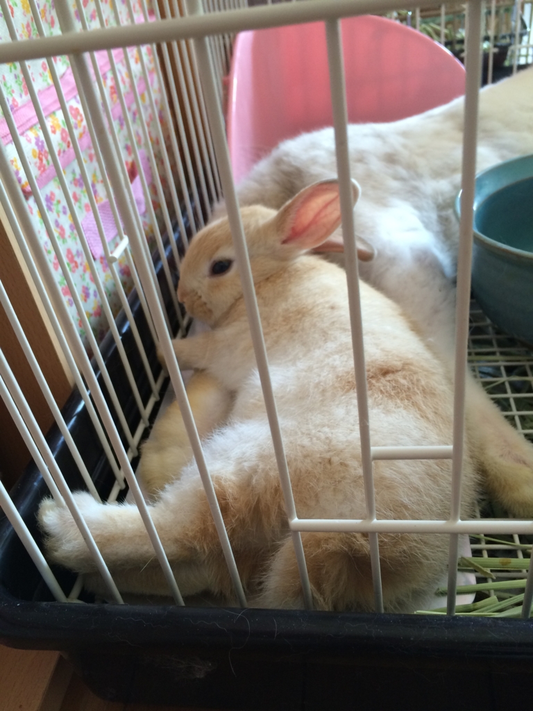 f:id:mizuwariwde:20161115211407j:plain