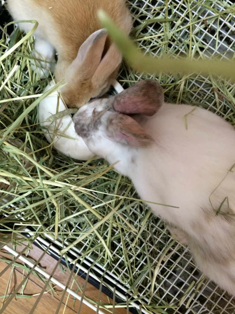 f:id:mizuwariwde:20161115212420j:plain