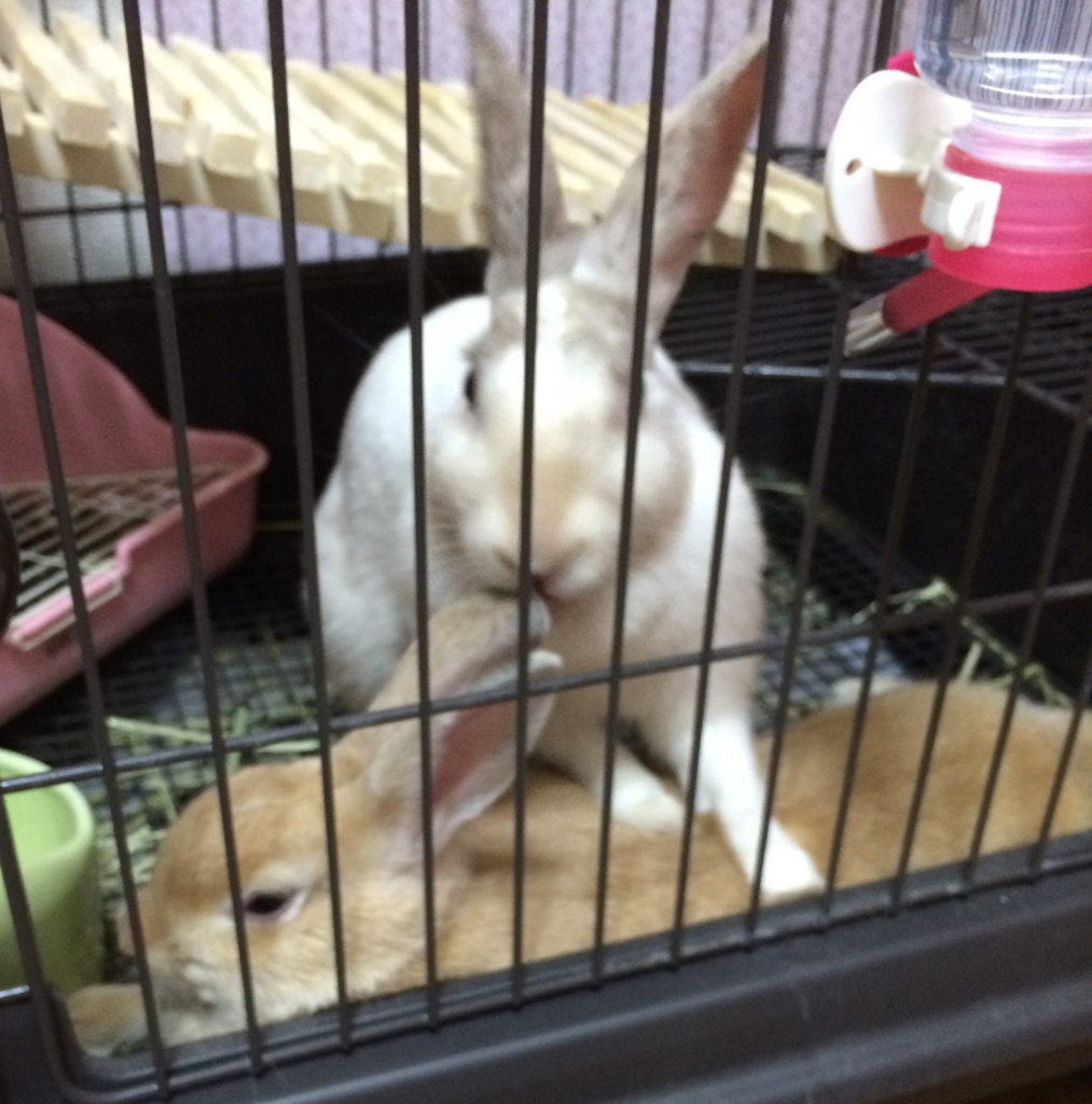 f:id:mizuwariwde:20161115212543j:plain