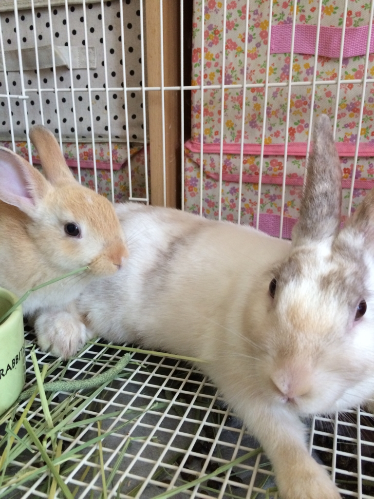 f:id:mizuwariwde:20161115213036j:plain