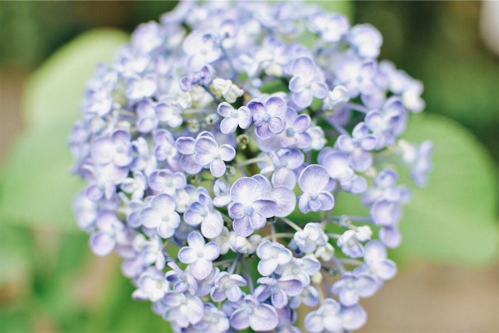f:id:mizwood:20190702225536j:image