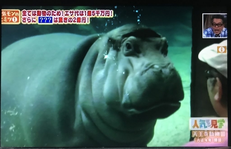 天王寺動物園の新カバ舎