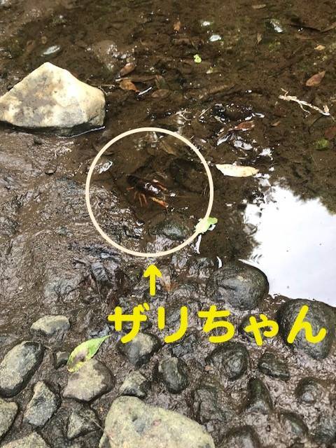 f:id:mjaloha:20180527224425j:plain f:id:mjaloha:20180527224425j:plain