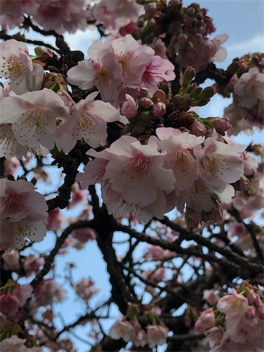 f:id:mjasumin:20190310033509j:image