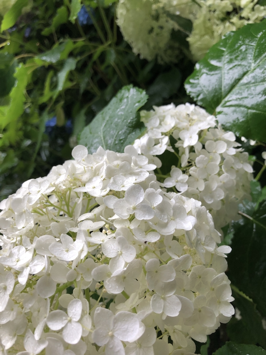 f:id:mjasumin:20190704235509j:plain f:id:mjasumin:20190704235509j:plain
