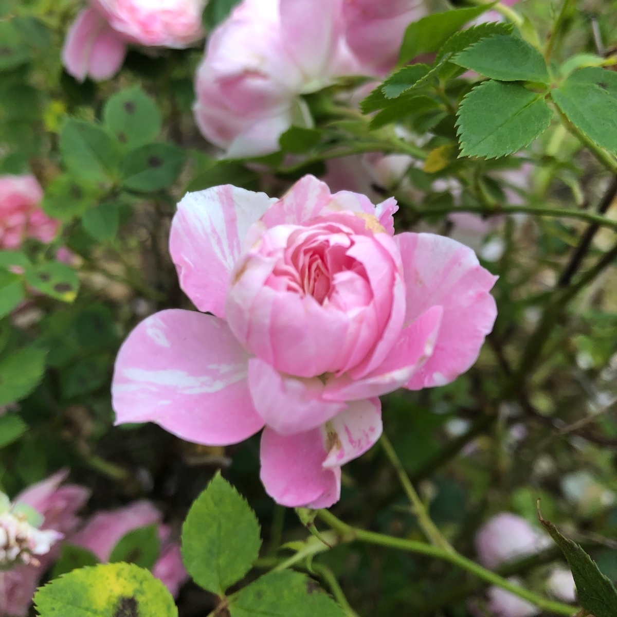 f:id:mkMusica:20190521002903j:plain f:id:mkMusica:20190521002903j:plain