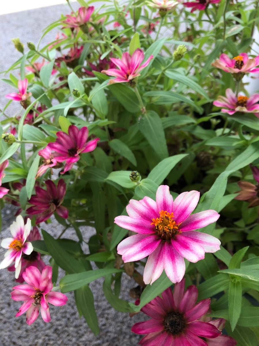 f:id:mkMusica:20190925090529j:plain f:id:mkMusica:20190925090529j:plain