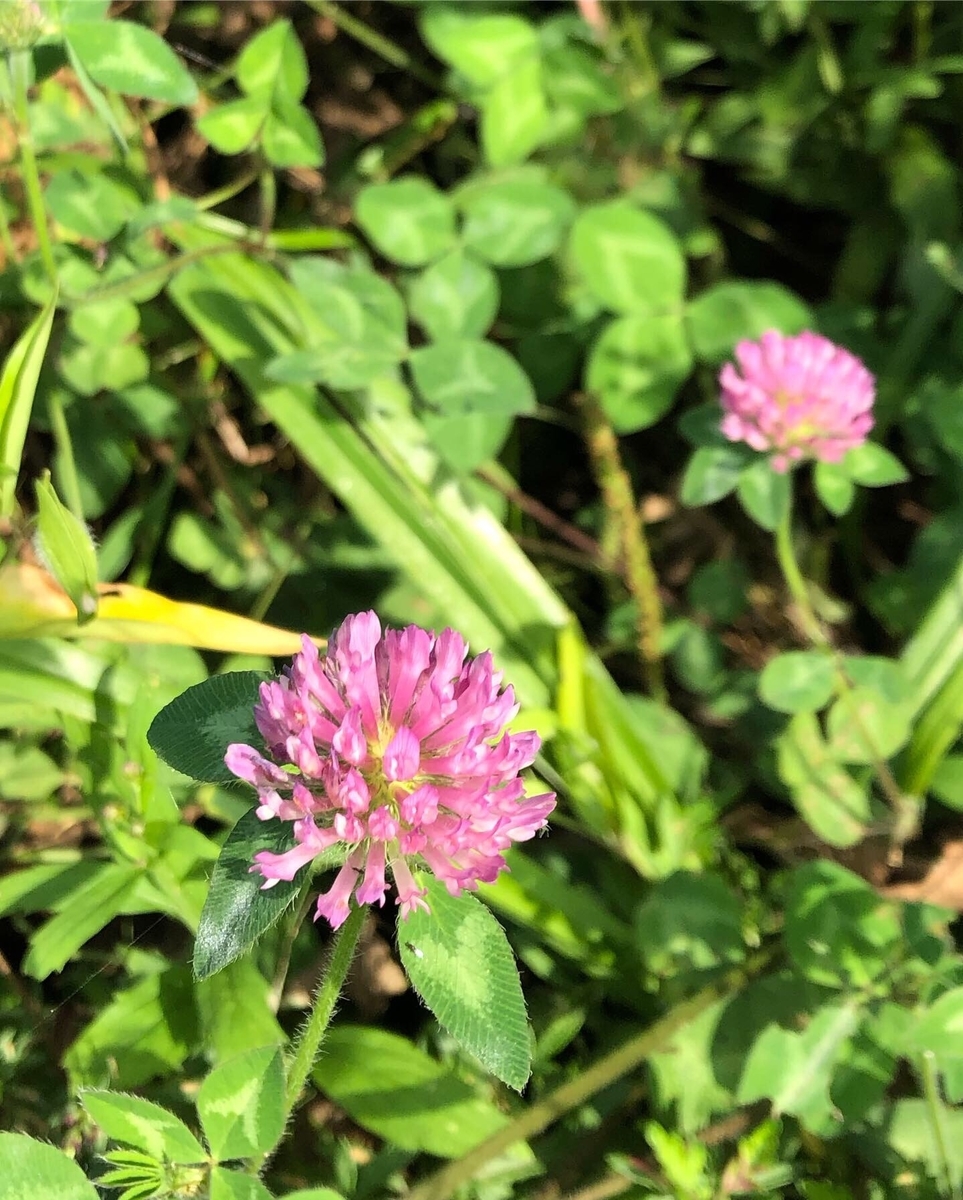 f:id:mkMusica:20190930163220j:plain f:id:mkMusica:20190930163220j:plain