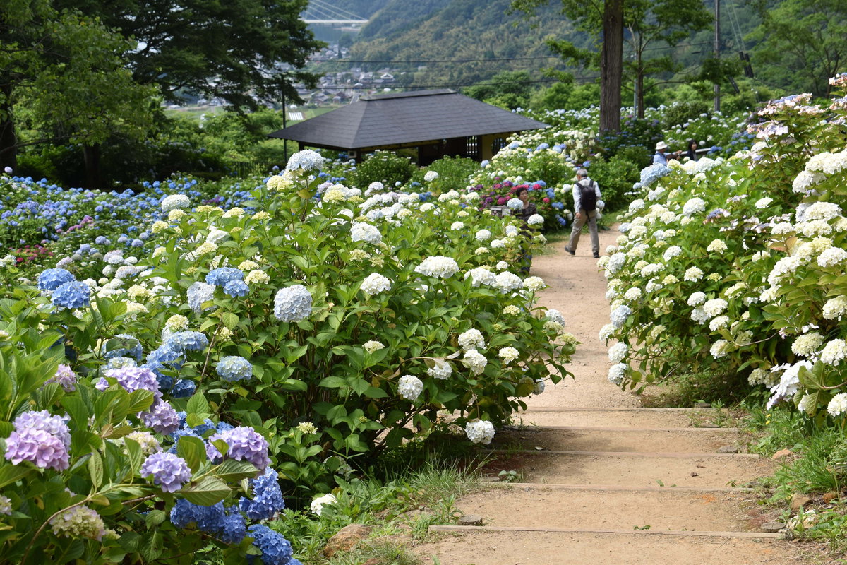 舞鶴自然文化園　アジサイの海　2018年6月18日　撮影：MKタクシー