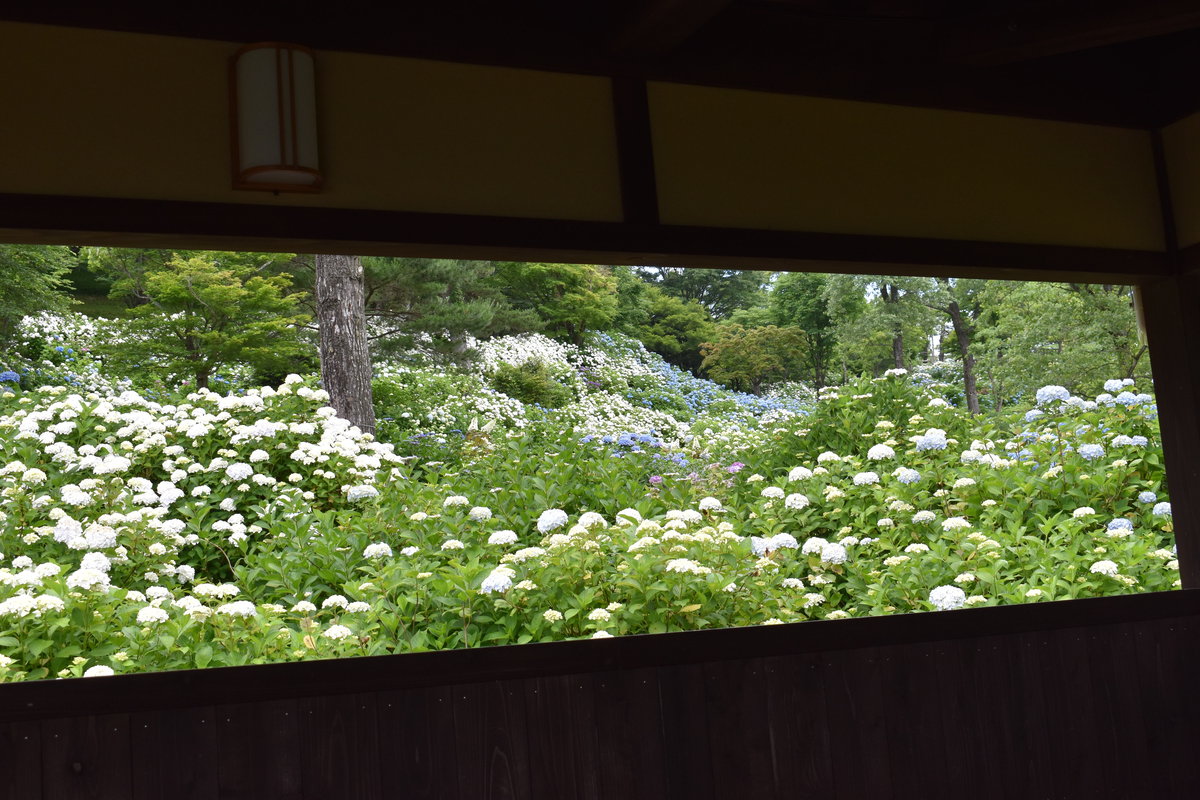 舞鶴自然文化園　アジサイの海　2018年6月18日　撮影：MKタクシー