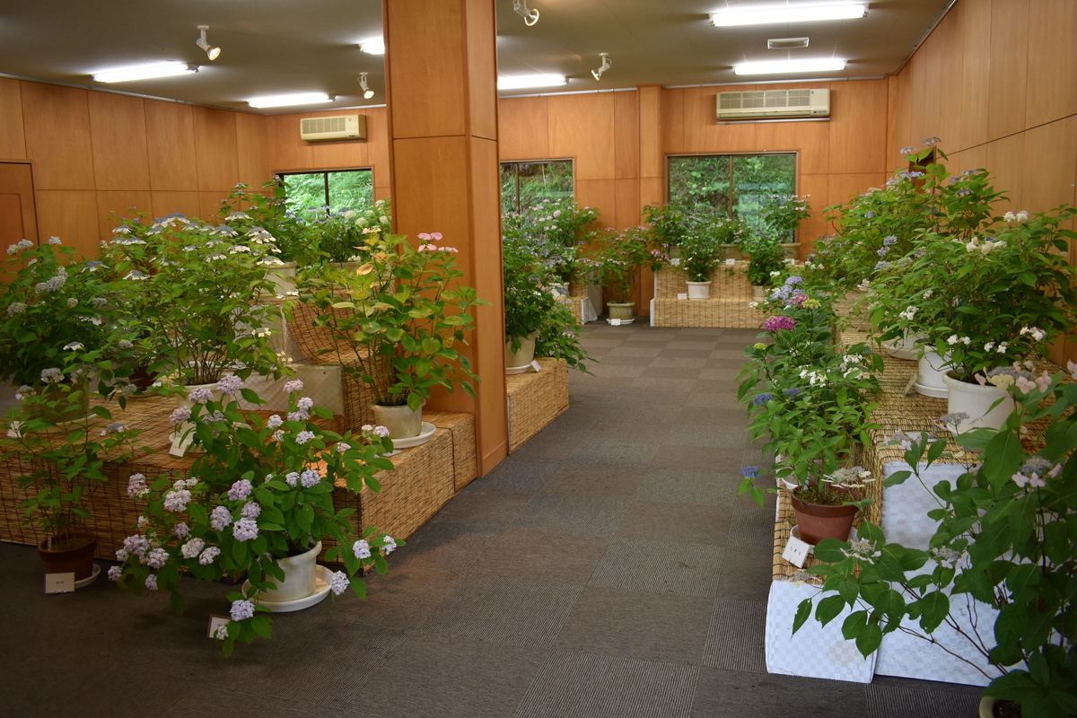 舞鶴自然文化園 鉢植えのあじさいの展示販売 2018年6月18日 撮影:MKタクシー