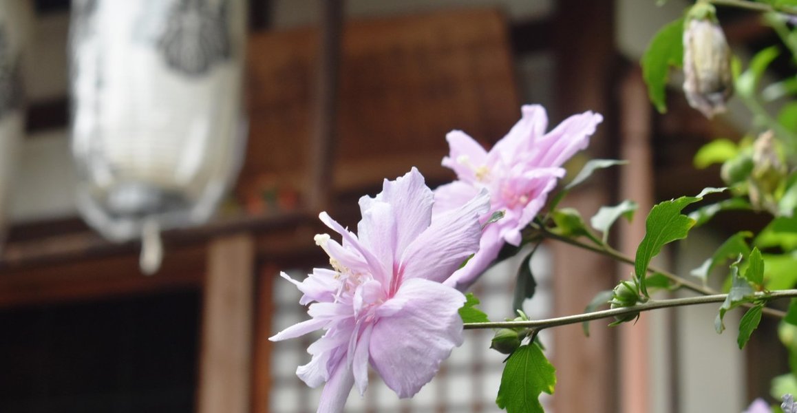 西林寺 ムクゲ 三分咲き 2019年7月13日 撮影:MKタクシーあ