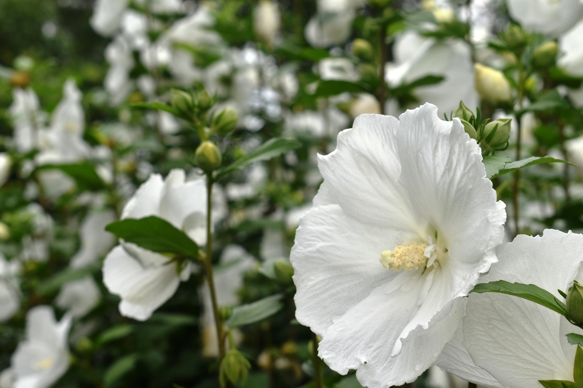 宇治市植物公園 ムクゲ 五分咲き 2019年7月15日 撮影:MKタクシー