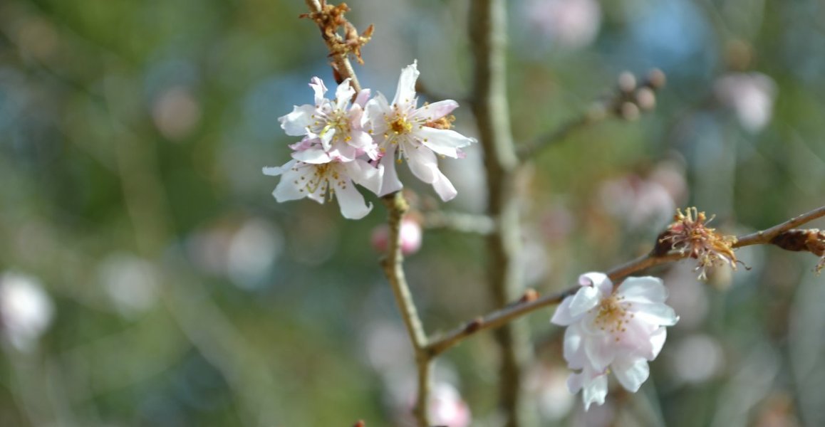 十月桜 十月桜(ジュウガツザクラ)