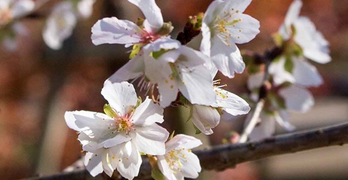 十月桜 十月桜(ジュウガツザクラ)
