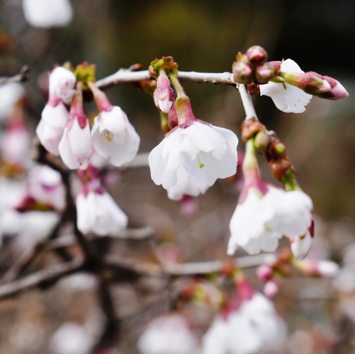 f:id:mk_taxi:20191011115915j:plain 十月桜(ジュウガツザクラ)