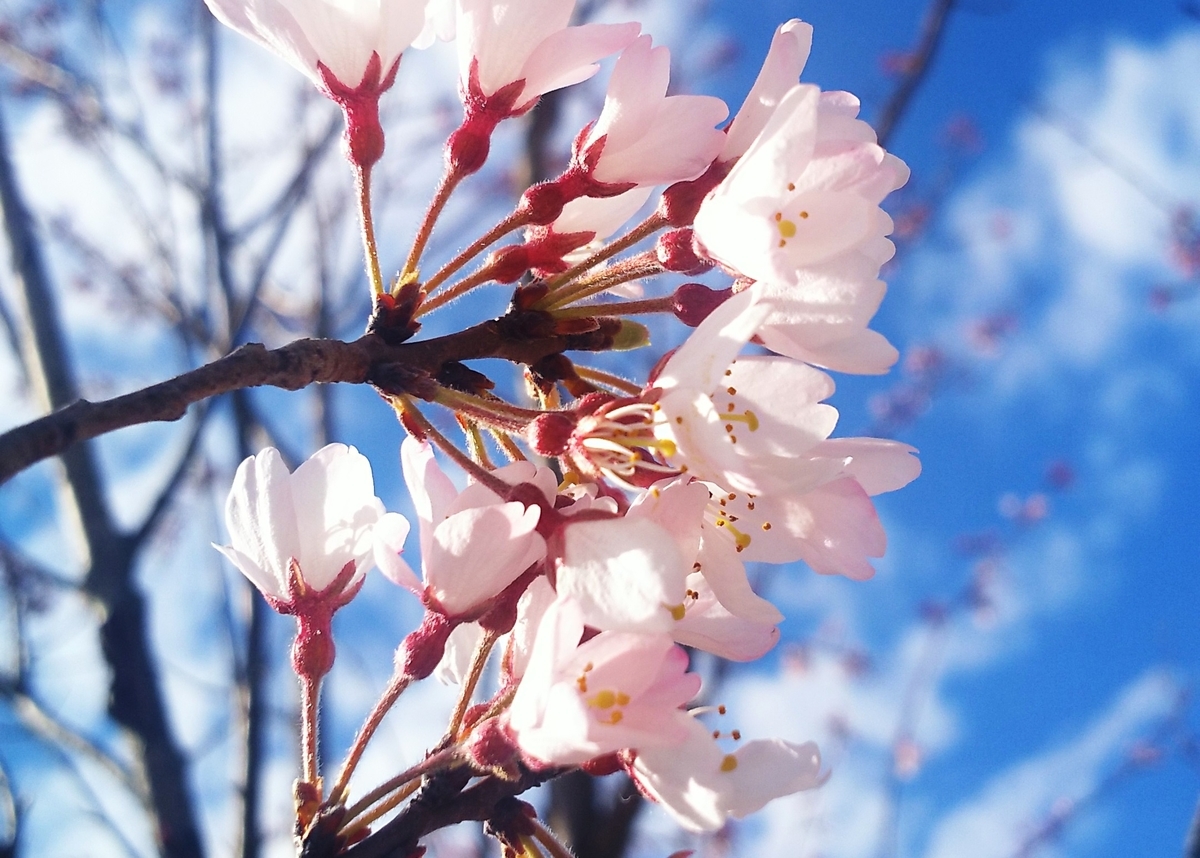 f:id:mk_taxi:20191011130325j:plain 十月桜(ジュウガツザクラ)