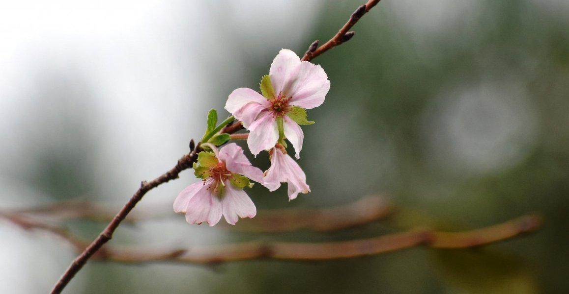 御会式桜