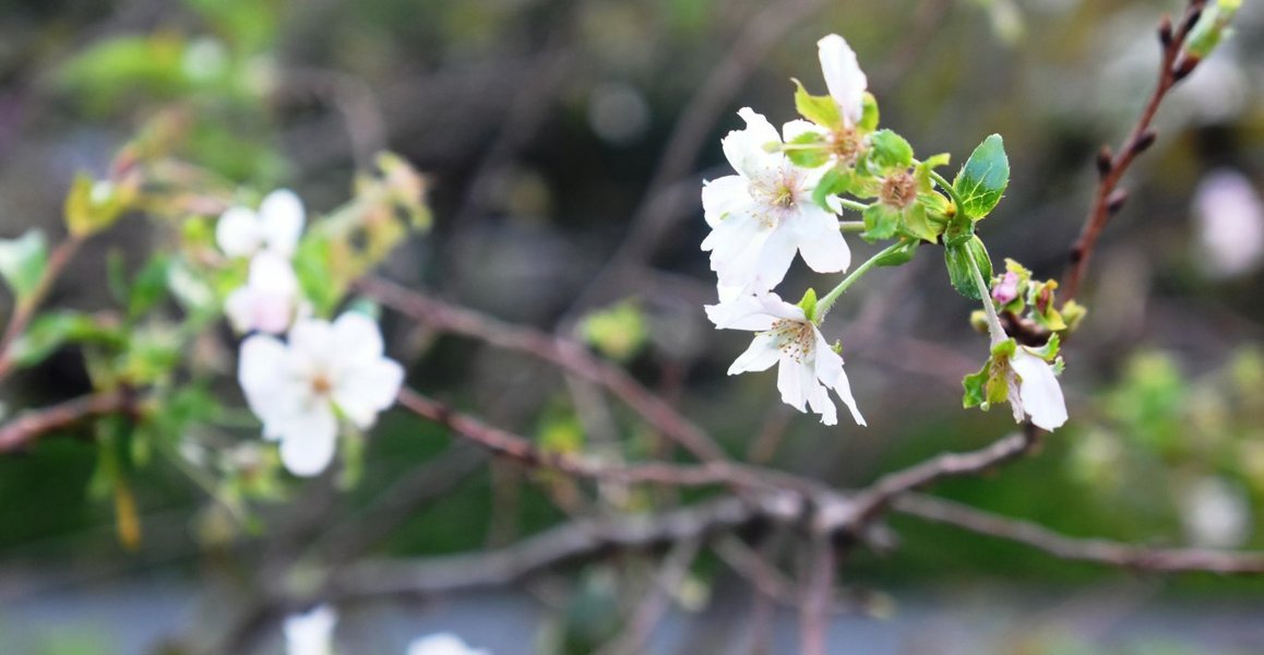 f:id:mk_taxi:20191011135411j:plain 御会式桜