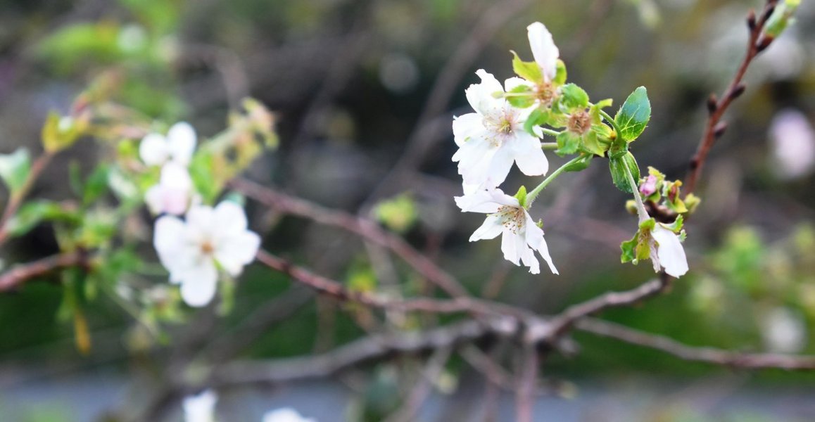 御会式桜