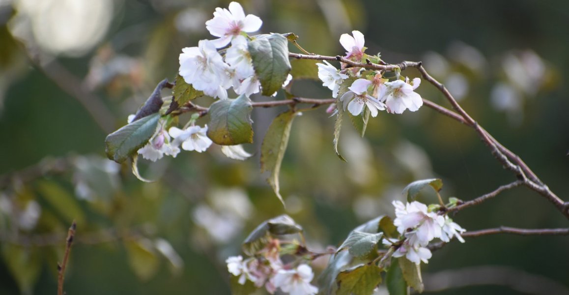 御会式桜