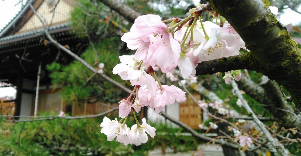 御会式桜