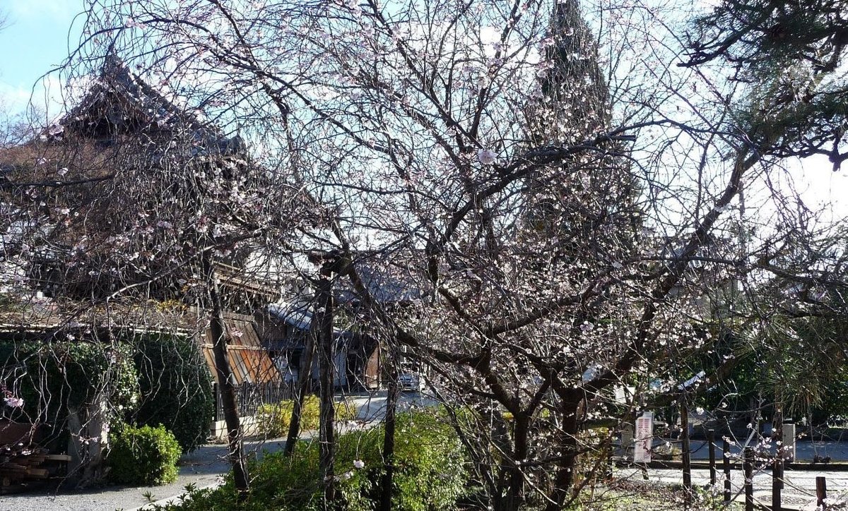 f:id:mk_taxi:20191011135847j:plain 御会式桜