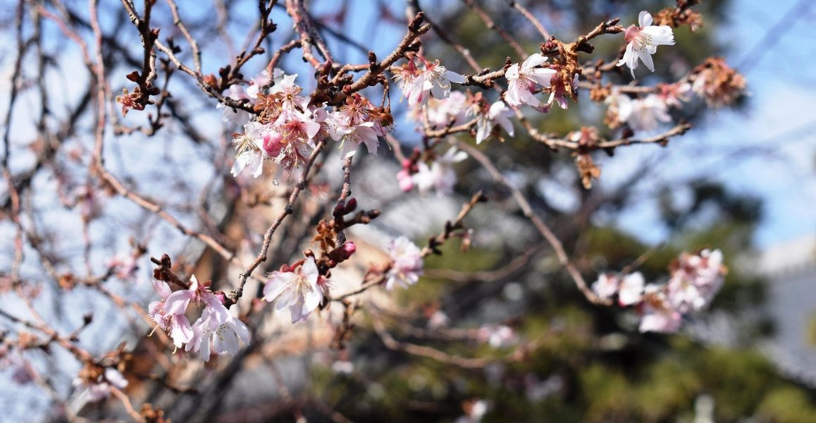 f:id:mk_taxi:20191011135922j:plain 御会式桜