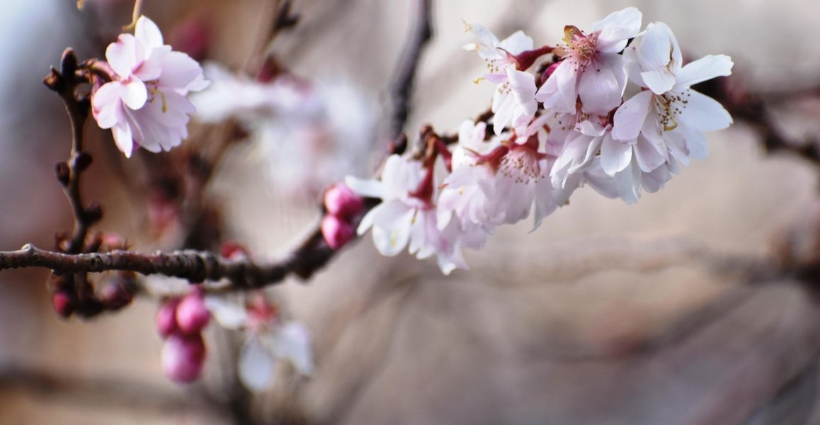 御会式桜