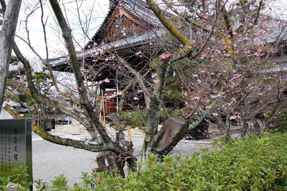 御会式桜