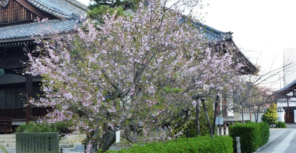 御会式桜