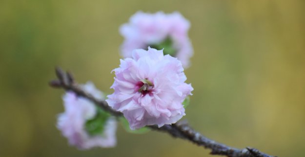 f:id:mk_taxi:20191025130551j:plain 狂い咲き