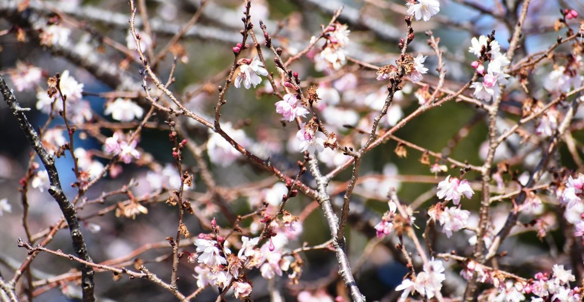 十月桜 十月桜(ジュウガツザクラ)