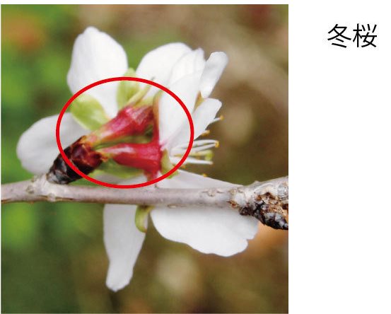 f:id:mk_taxi:20191029140035j:plain 冬桜