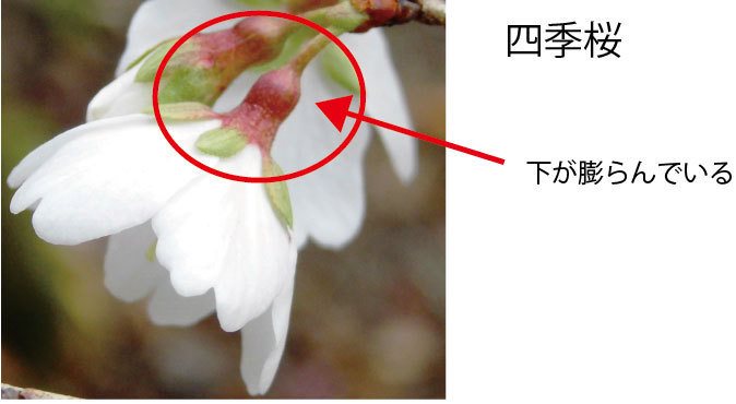 四季桜