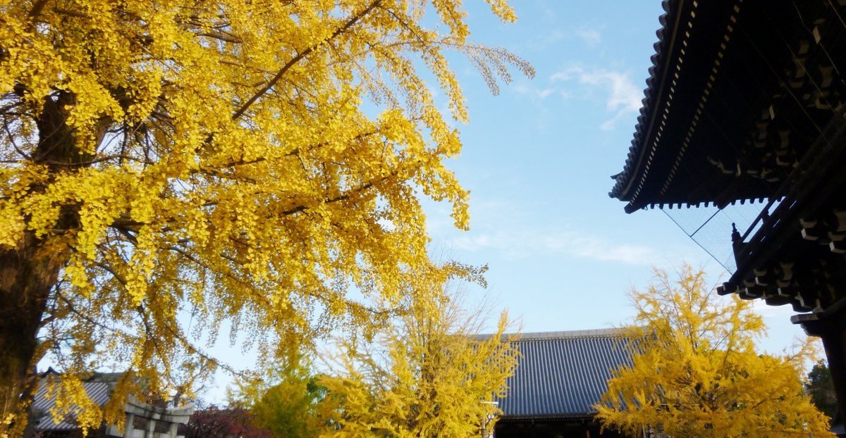 頂妙寺のイチョウ