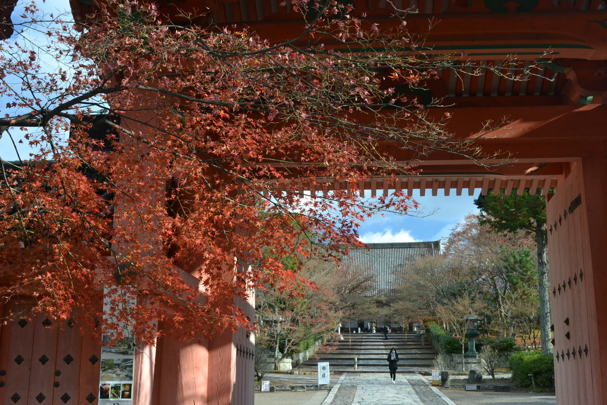 真如堂の紅葉真如堂・総門と紅葉 散りはじめ 2017年12月9日 撮影:MKタクシー