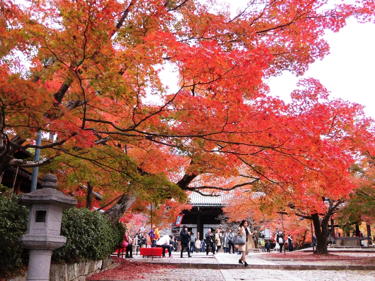 真如堂の紅葉真如堂・茶所前の紅葉 見頃 2016年11月23日 撮影:MKタクシー
