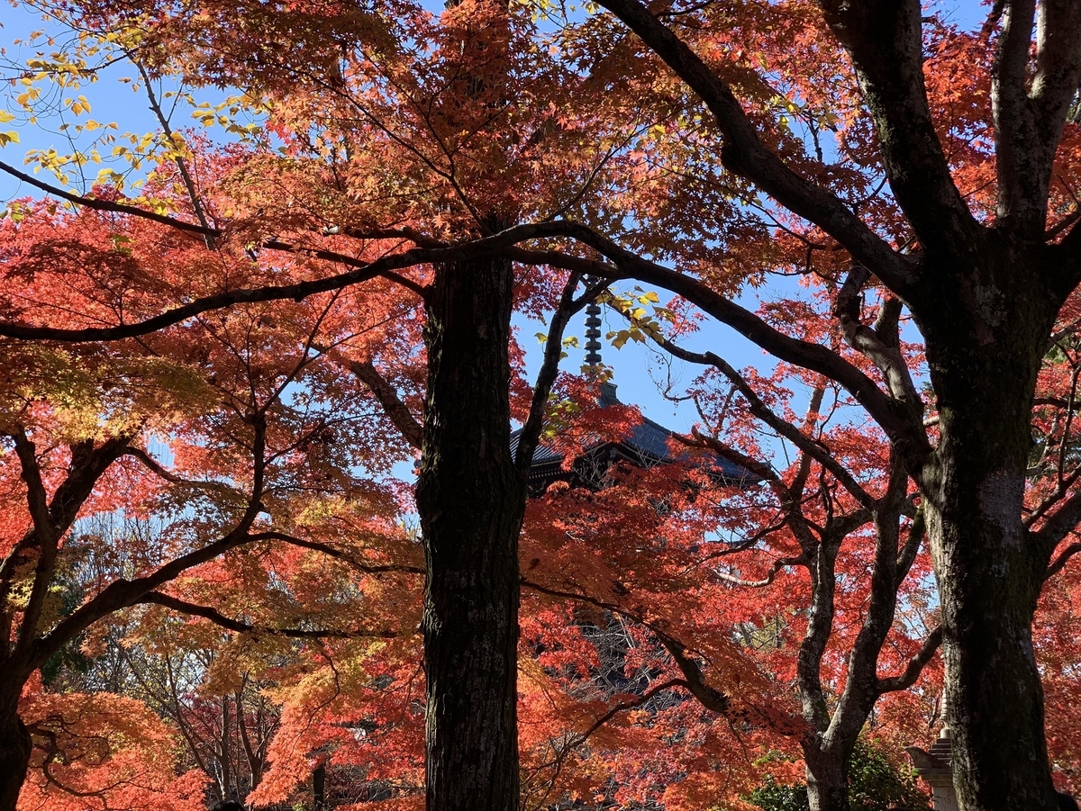 真如堂の紅葉真如堂・三重塔と紅葉 見頃 2017年11月26日 撮影:MKタクシー