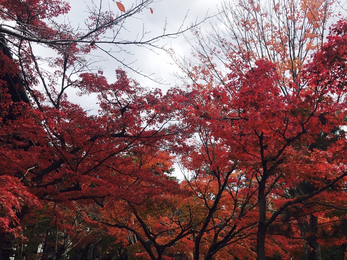 真如堂の紅葉真如堂東側の紅葉 見頃 2018年11月23日 撮影:MKタクシー