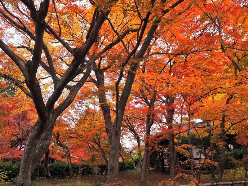 真如堂東側の紅葉 見頃 2018年11月26日 撮影:MKタクシー