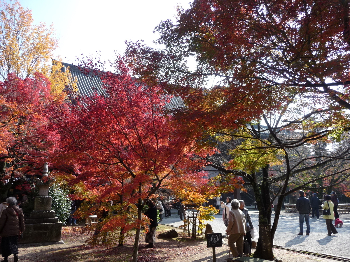 真如堂の紅葉真如堂(本堂)前の紅葉 見頃 2009年11月23日 撮影:MKタクシー