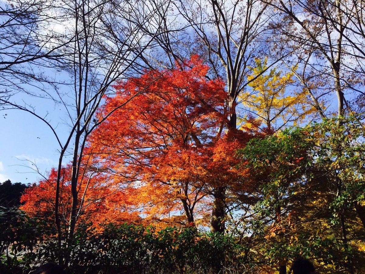 瑠璃光院の紅葉