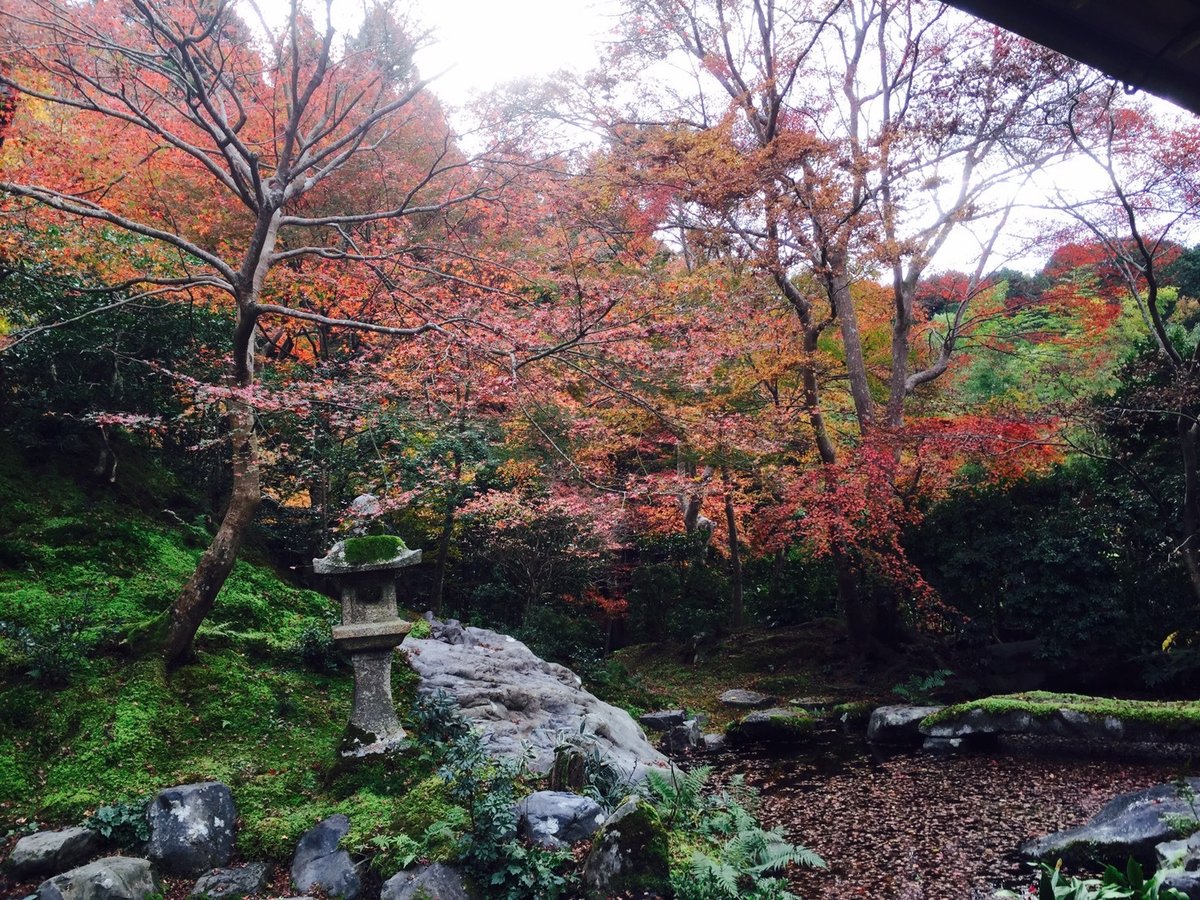 瑠璃光院の紅葉